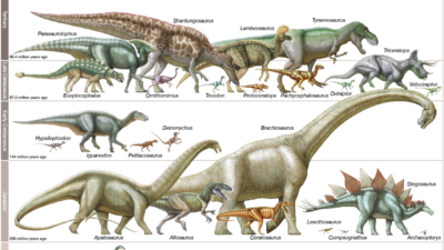 Evolution 5 Evolution 5