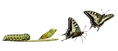 Transformation Transformation