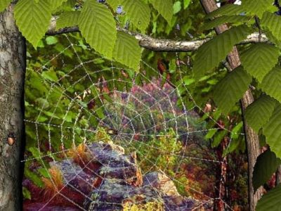 Web of life 2 Web of life 2