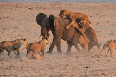 animal attack 2 animal attack 2