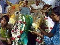 Donkey wedding
