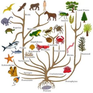 Evolution general 1